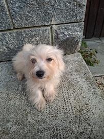 Cucciolo di maltese toy