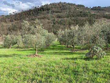 Terreno con ulivi