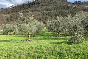 Terreno con ulivi