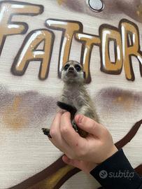 Baby Suricato a rate