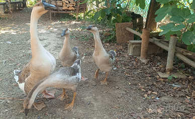 Ochette piccole cignoidi