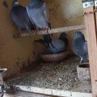 Piccioni viaggiatori