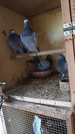 Piccioni viaggiatori