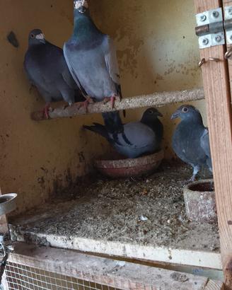 Piccioni viaggiatori