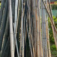Canne di bamboo