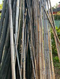 Canne di bamboo