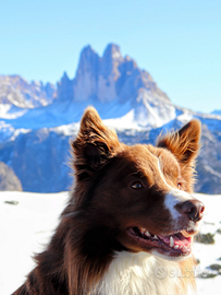 Border collie maschio per monta