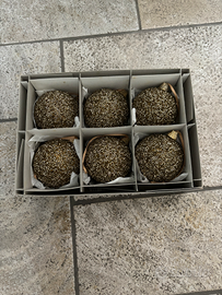 Palline albero Natale con coralli applicati