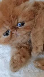 Cuccioli di Gatto Persiano