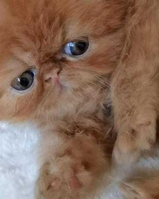 Cuccioli di Gatto Persiano