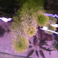 Limnophila sessiliflora 