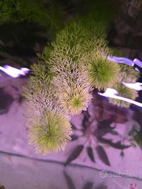 Limnophila sessiliflora 