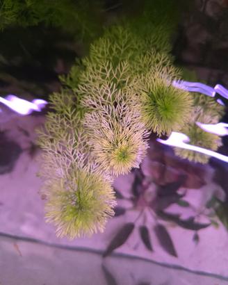 Limnophila sessiliflora 