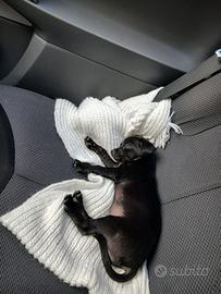 Chihuahua femmina