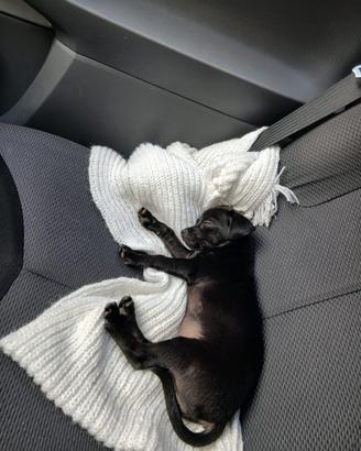 Chihuahua femmina