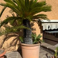 Cicas 300 infernetto Roma