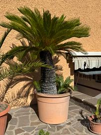 Cicas 300 infernetto Roma