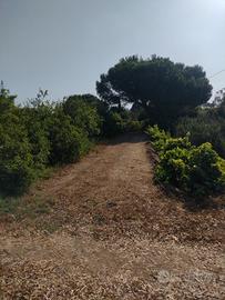 Terreno in periferia con agrumi e altre piante