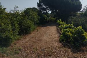 Terreno in periferia con agrumi e altre piante