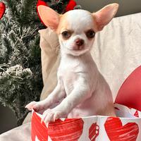 I cuccioli chihuahua