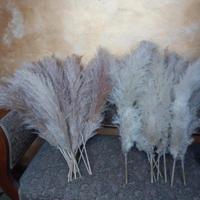 Fiori di Pampas numero  20 Pezzi Decorazione casa 