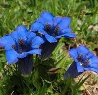 PONTE del 1 MAGGIO a FIERA di PRIMIERO 2/3xsone