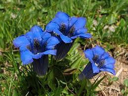 PONTE del 1 MAGGIO a FIERA di PRIMIERO 2/3xsone