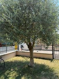 Olivo ventennale