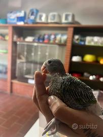 Pulli Parrocchetti dal collare