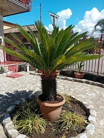 Pianta Cycas come da foto
