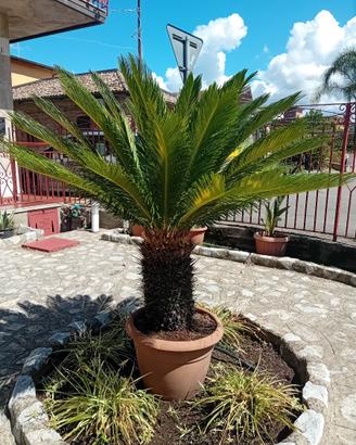Pianta Cycas come da foto