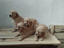 golden-retriever-cuccioli-color-biscotto