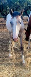 Cavalla Puledra Paint