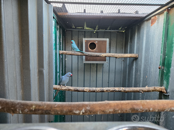 Parrocchetti dal Collare