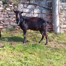 Capra/becco