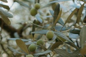 Oliveto da acquistare
