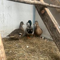 Anatre di germano reale maschio e 2 femmine