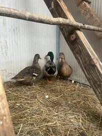 Anatre di germano reale maschio e 2 femmine