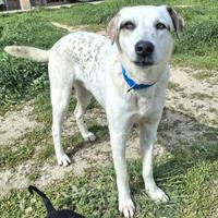 Blues 1 anno taglia media grande