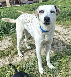 Blues 1 anno taglia media grande