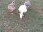 Immagine 2