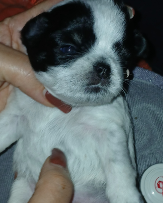 Chihuahua piccolo