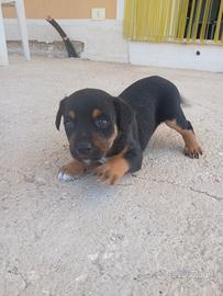 Cagnolini