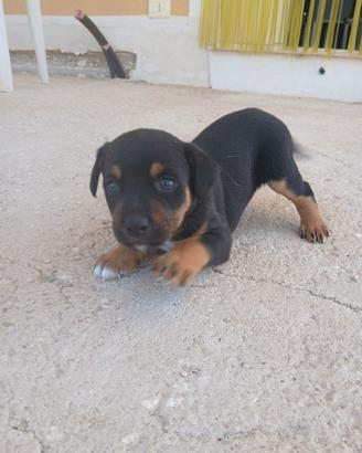 Cagnolini