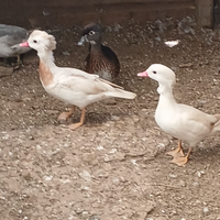 Coppia di anatra mandarino bianca