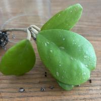 Talea di hoya obovata