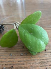 Talea di hoya obovata
