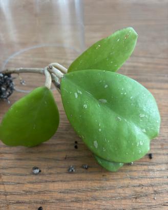 Talea di hoya obovata