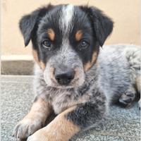 Cuccioli australian cattle dog