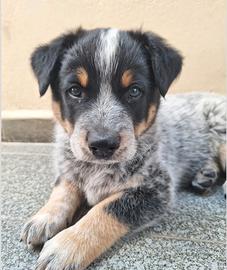 Cuccioli australian cattle dog